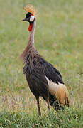 Grey Crowned Crane