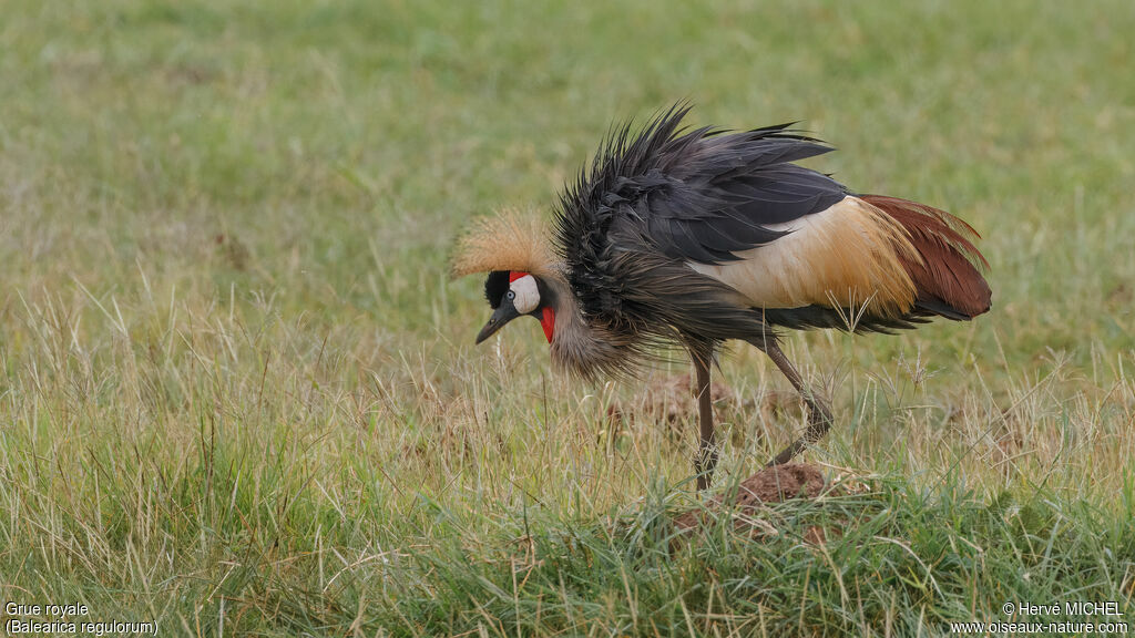 Grey Crowned Crane