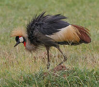 Grey Crowned Crane