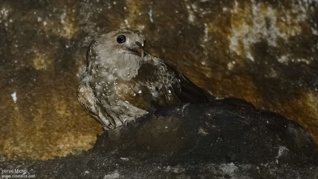 Guacharo des cavernesadulte