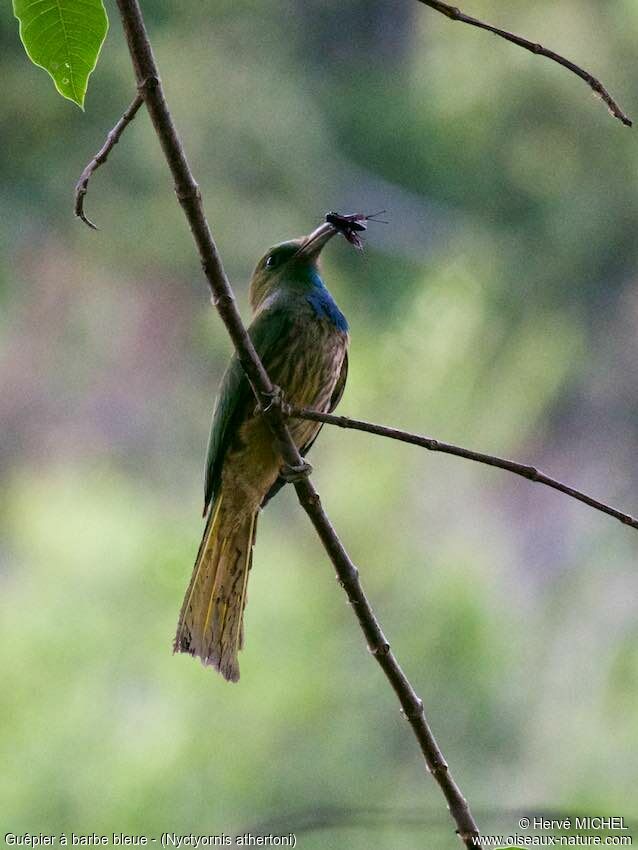 Blue-bearded Bee-eater