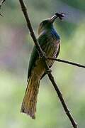 Blue-bearded Bee-eater