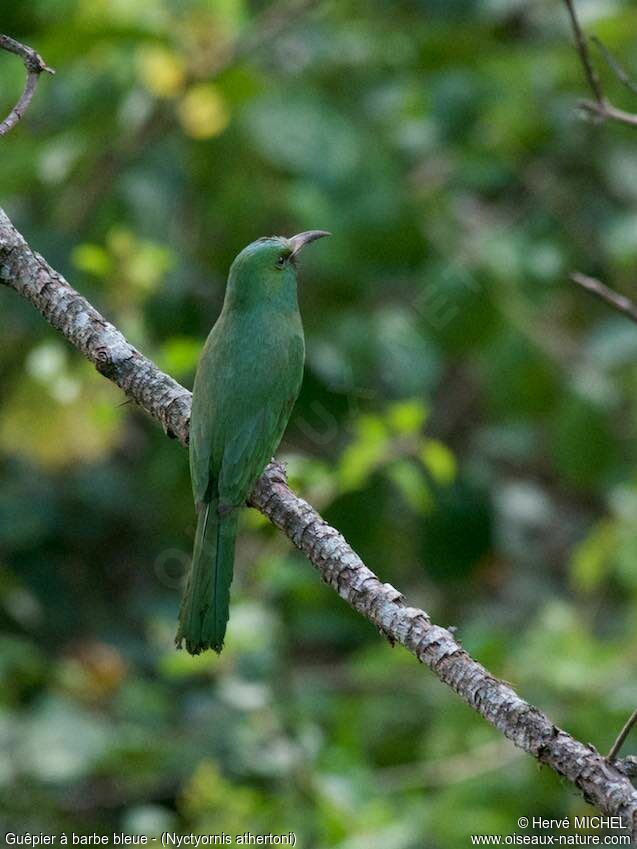 Blue-bearded Bee-eater