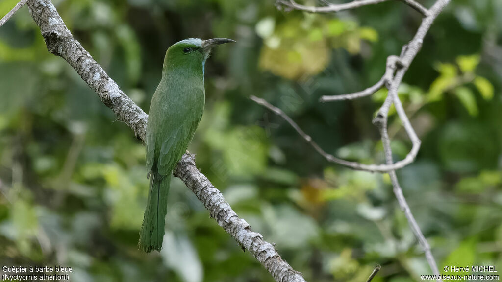 Blue-bearded Bee-eater