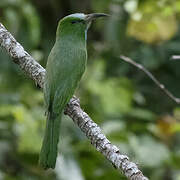 Blue-bearded Bee-eater