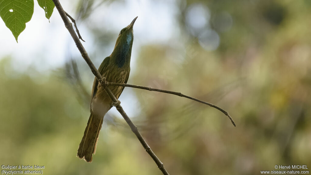 Blue-bearded Bee-eater