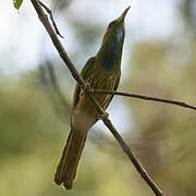 Blue-bearded Bee-eater