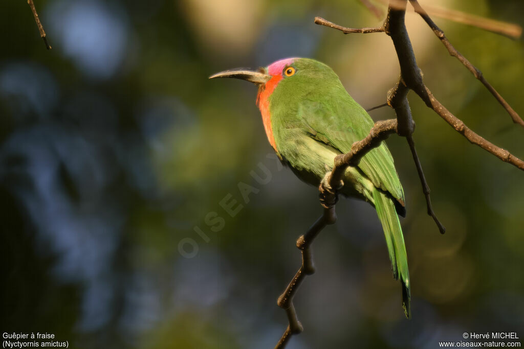 Red-bearded Bee-eater male adult breeding