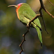 Red-bearded Bee-eater