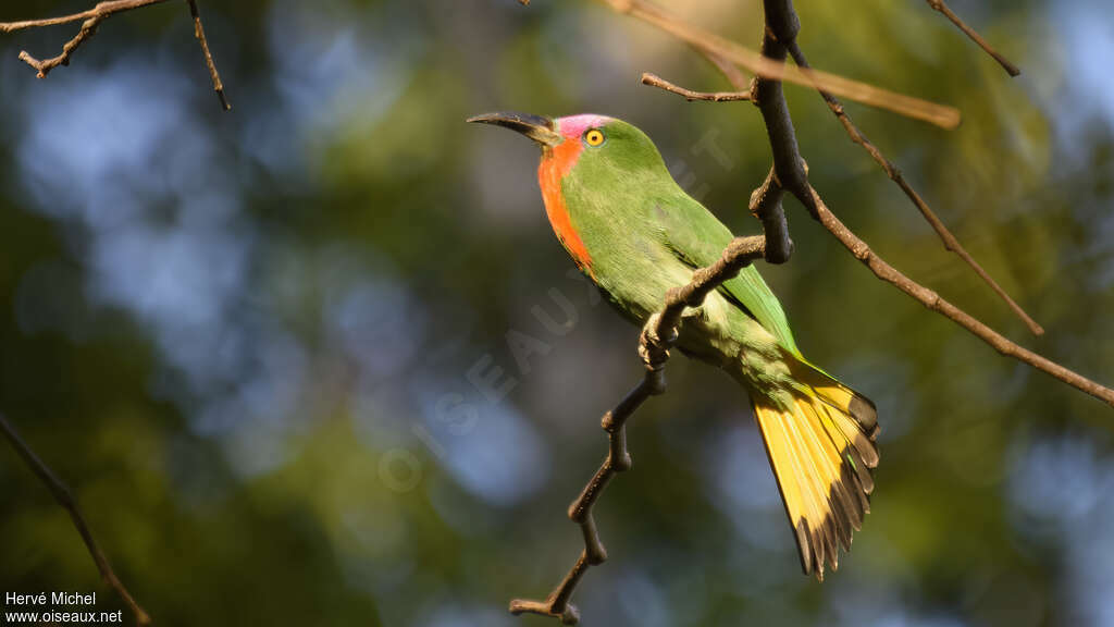 Red-bearded Bee-eater male adult, identification