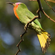 Red-bearded Bee-eater