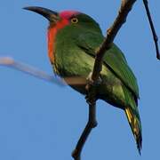 Red-bearded Bee-eater