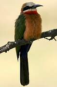 White-fronted Bee-eater