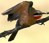 White-fronted Bee-eater