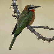 White-fronted Bee-eater