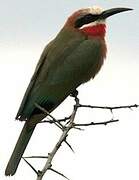 White-fronted Bee-eater