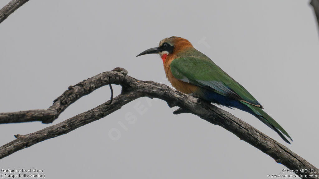 Guêpier à front blanc