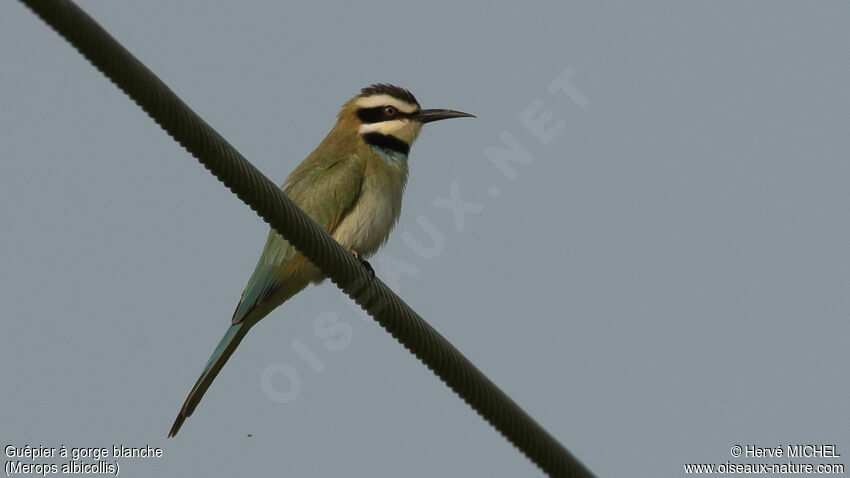 White-throated Bee-eateradult post breeding