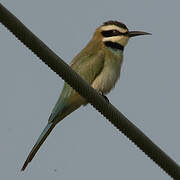 White-throated Bee-eater