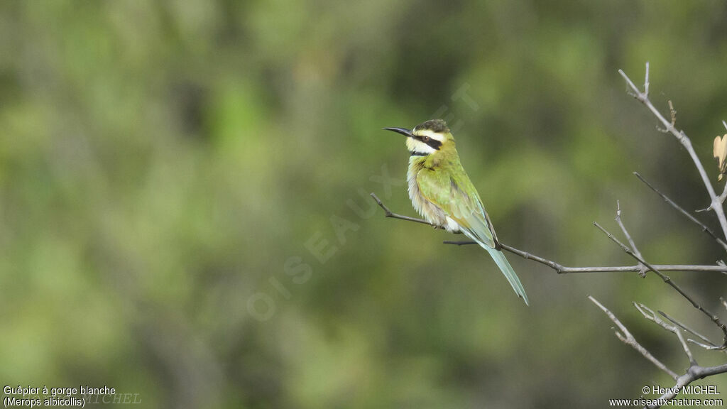 White-throated Bee-eater