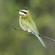 White-throated Bee-eater