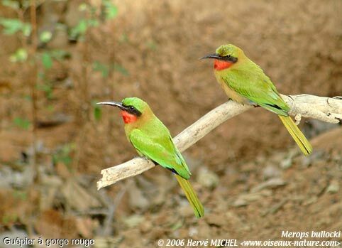 Red-throated Bee-eater