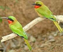 Red-throated Bee-eater