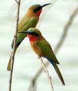 Red-throated Bee-eater