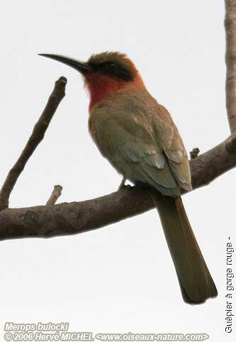 Red-throated Bee-eateradult