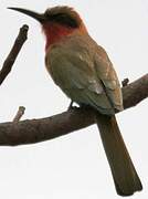 Red-throated Bee-eater