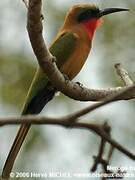 Red-throated Bee-eater