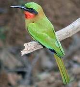 Red-throated Bee-eater