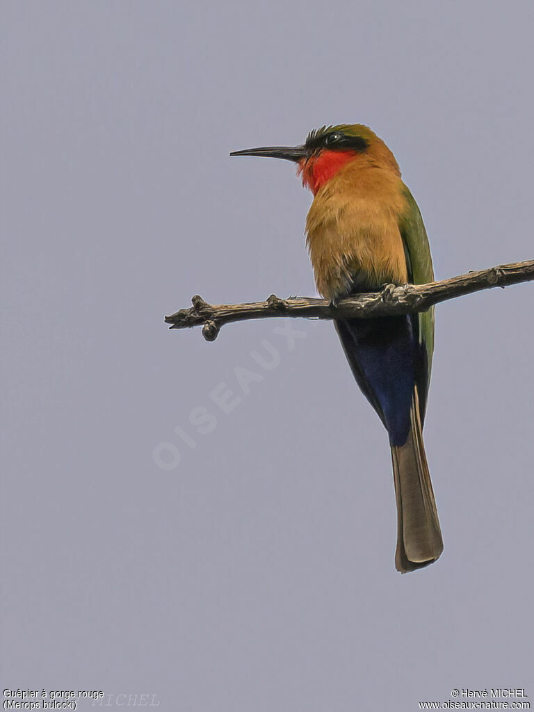 Red-throated Bee-eater