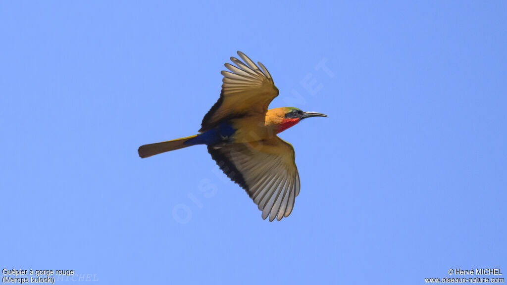 Red-throated Bee-eater