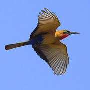 Red-throated Bee-eater