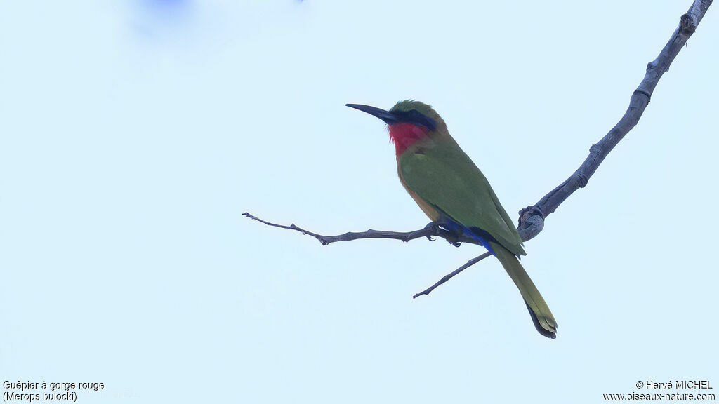 Red-throated Bee-eater