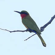 Red-throated Bee-eater