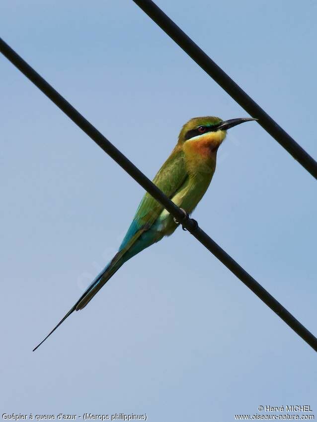 Blue-tailed Bee-eater