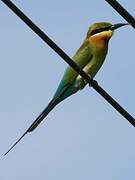 Blue-tailed Bee-eater