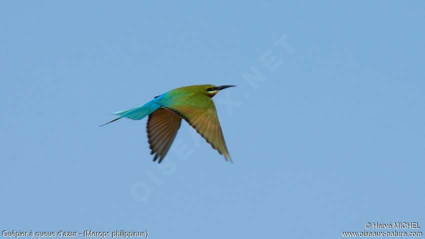 Blue-tailed Bee-eater