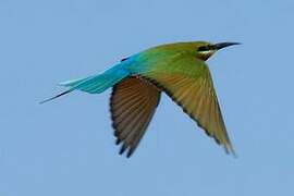 Blue-tailed Bee-eater