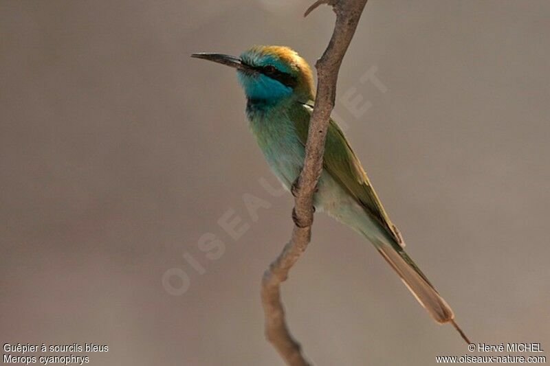 Arabian Green Bee-eateradult