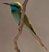 Arabian Green Bee-eater