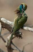 Arabian Green Bee-eater