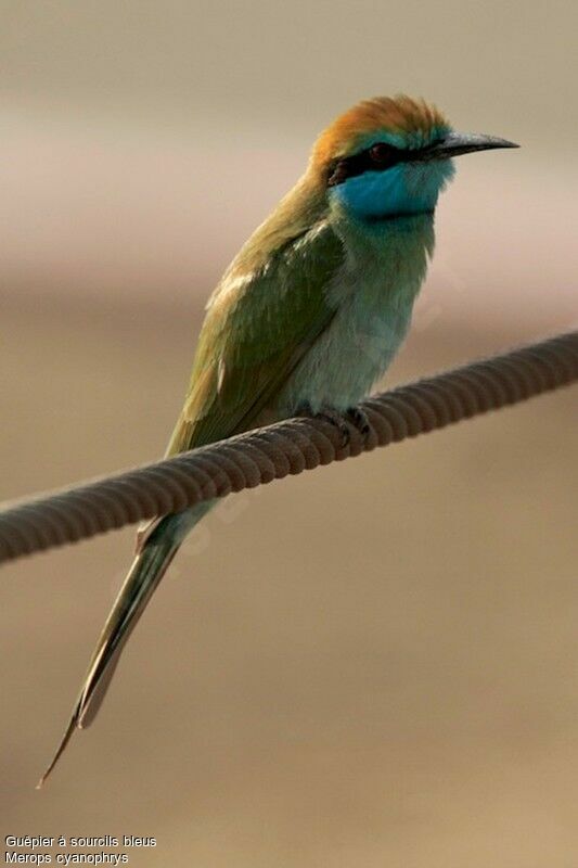 Guêpier à sourcils bleusadulte, identification