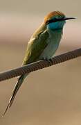 Arabian Green Bee-eater