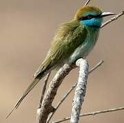 Arabian Green Bee-eater