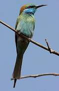 Arabian Green Bee-eater