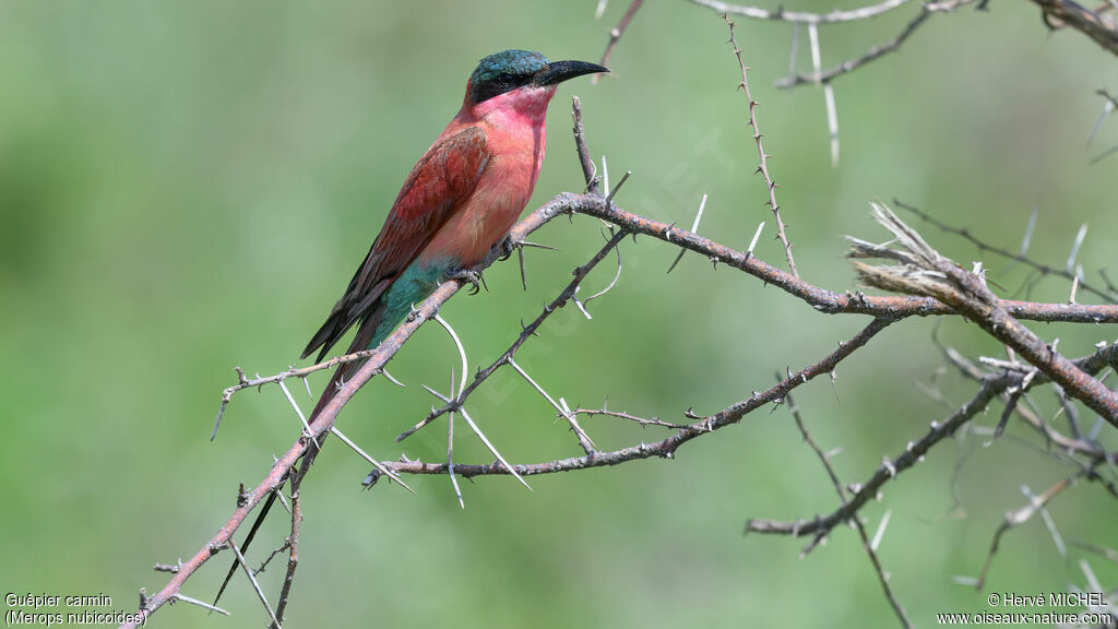 Southern Carmine Bee-eater