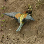 European Bee-eater